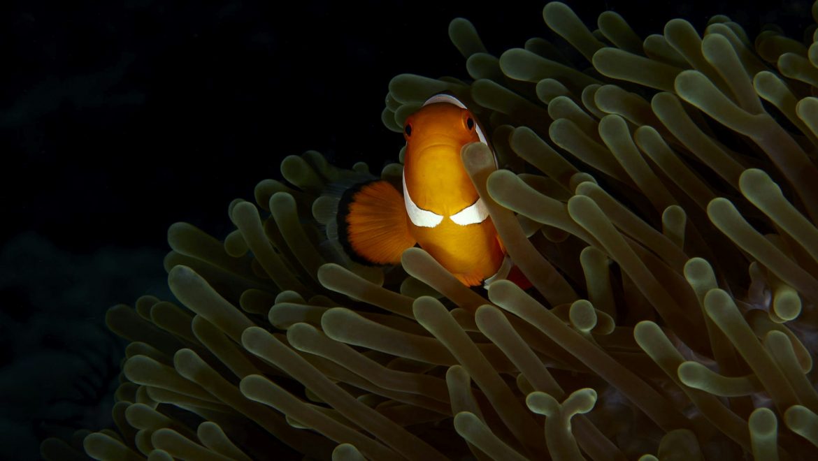 Mistral AI تعلن عن نموذج NeMo بالتعاون مع NVIDIA