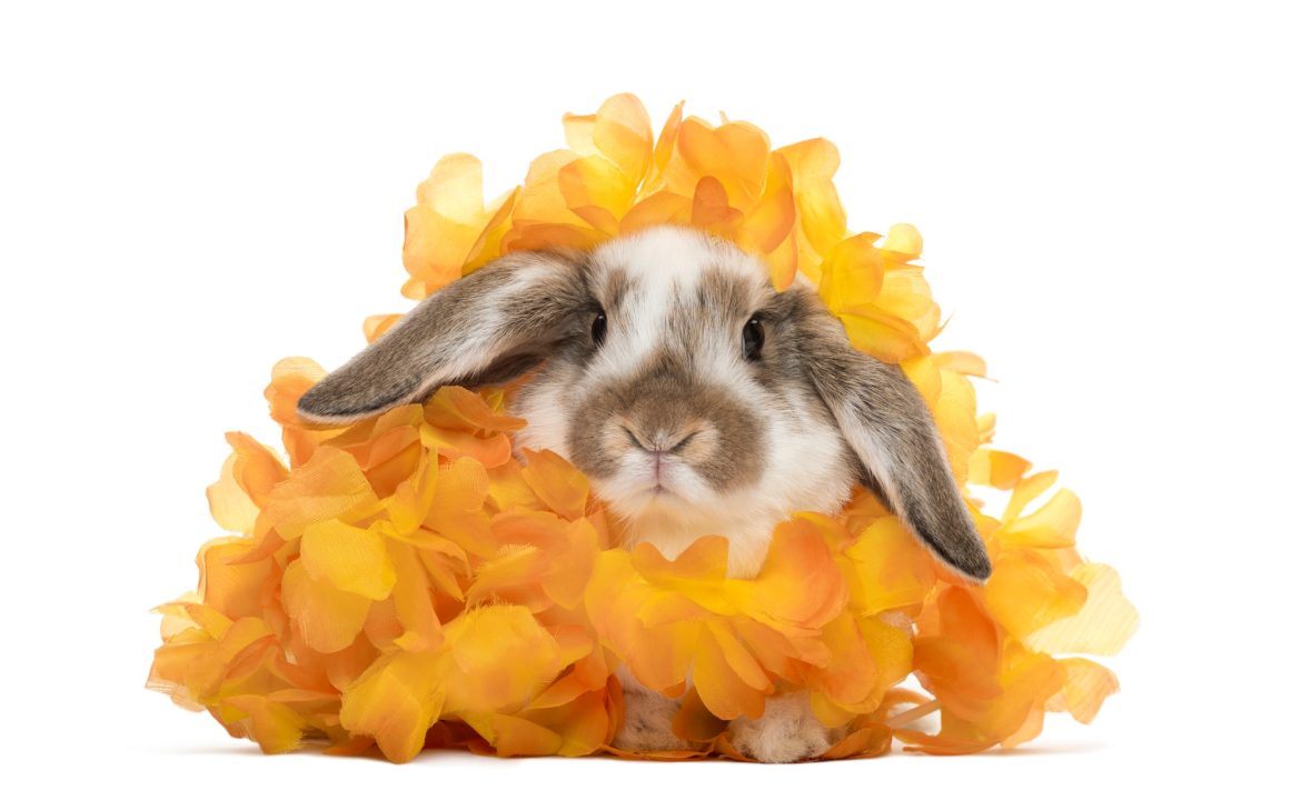 Rabbit in artificial flowers, isolated on white
