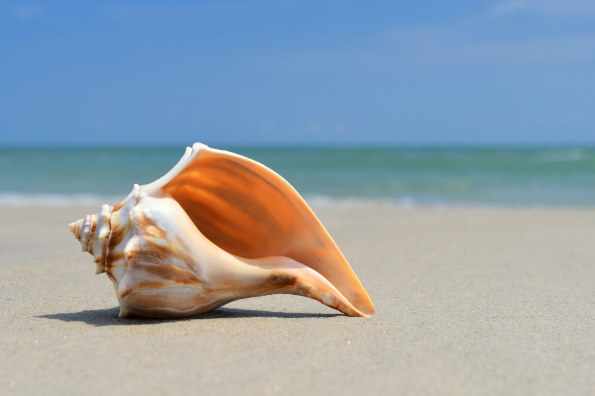 Seashell laying on the beach sand at the ocean